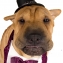 Richard Noakes Profile Pic